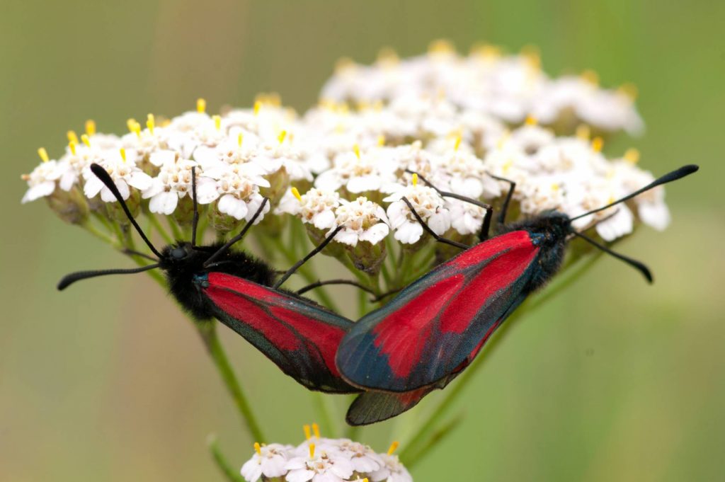 Twee vlinders op een Duizendblad