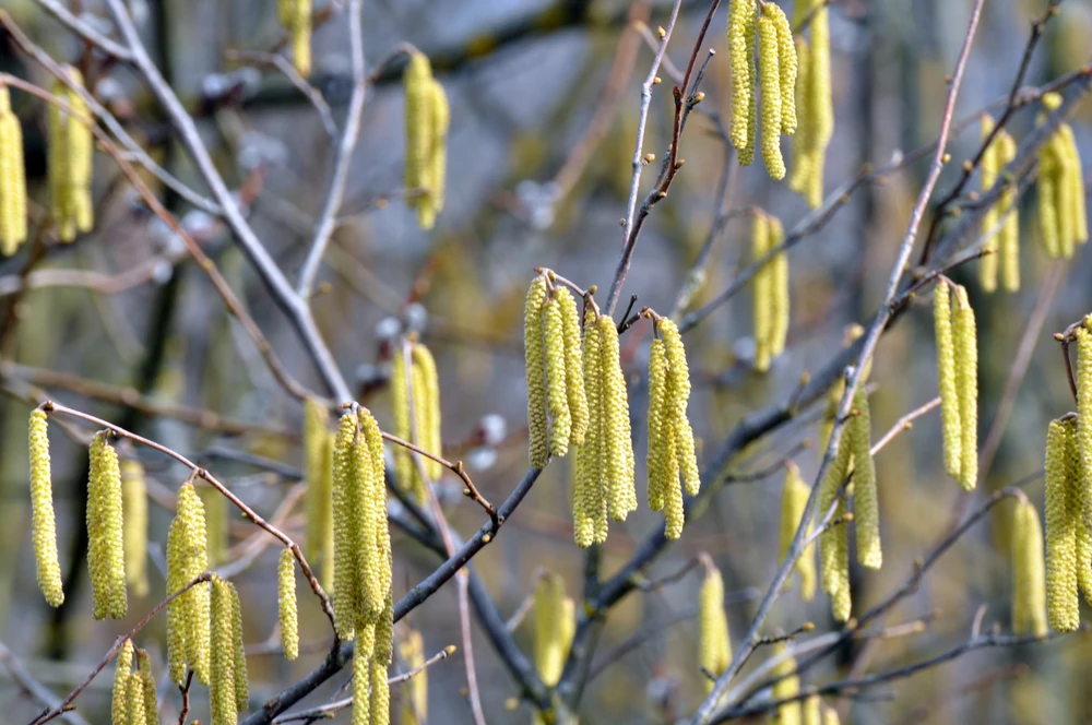 Gewone hazelaar (Corylus avellana) in de lente