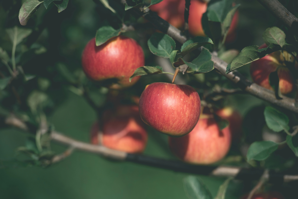 appelboom in een bostuin