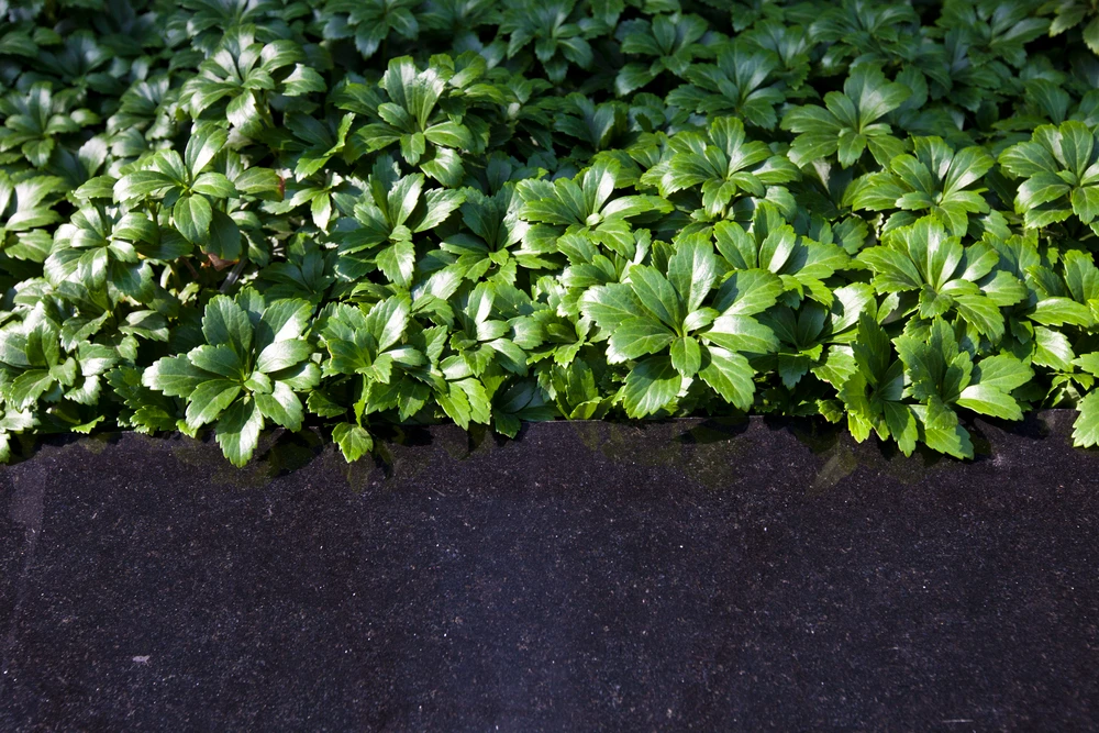 Pachysandra terminalis in de voortuin