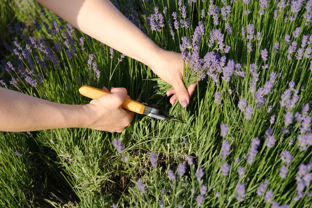 bloemen van lavendel snoeien in de zomer