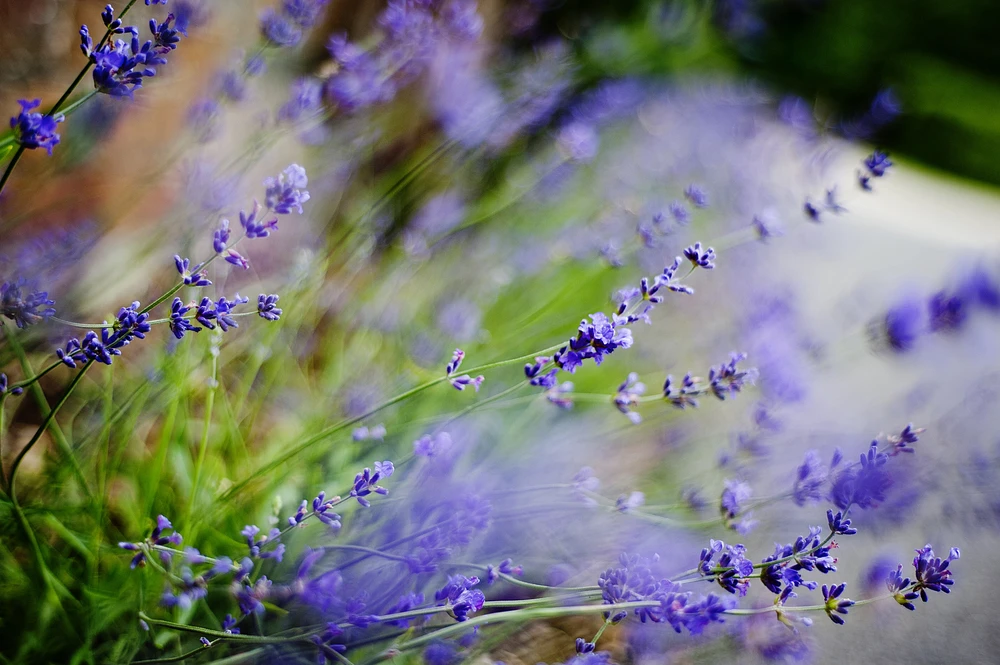 lavendel voortuin