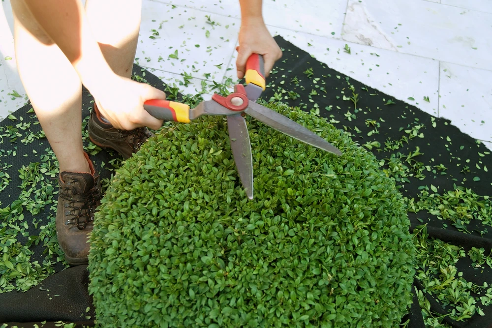 snoeien en vormgeven van buxus plant in de voortuin