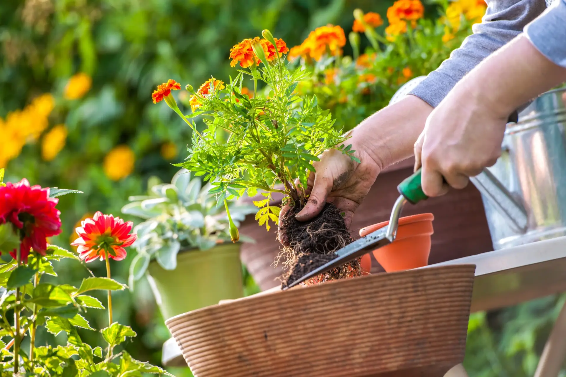 Wanneer tuin aanplanten