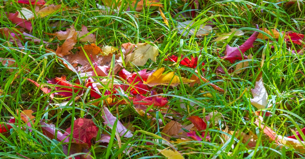 herfstbladeren op het gazon