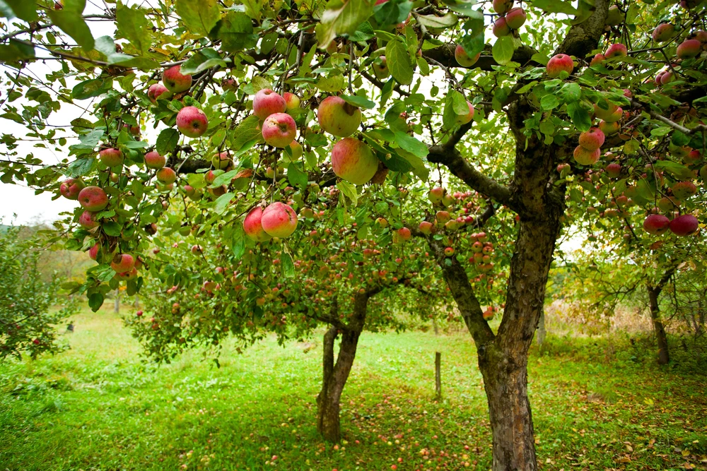 appelboom met appels in landelijke tuin