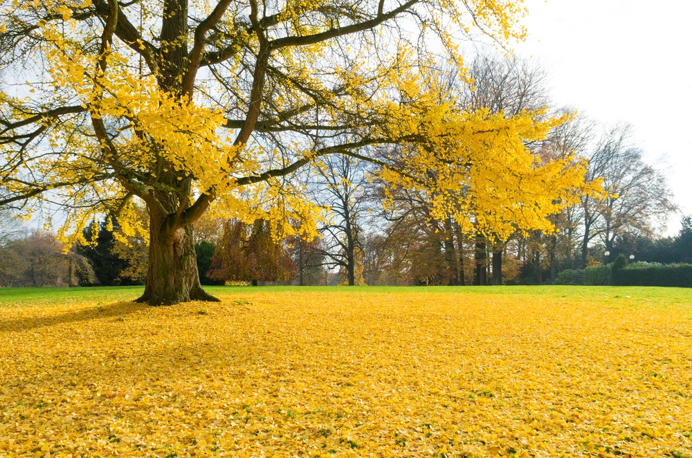 Ginkgo biloba boom in de herfst