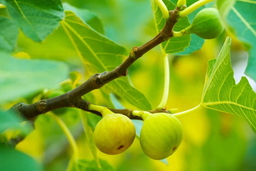 groene vijgen op boom