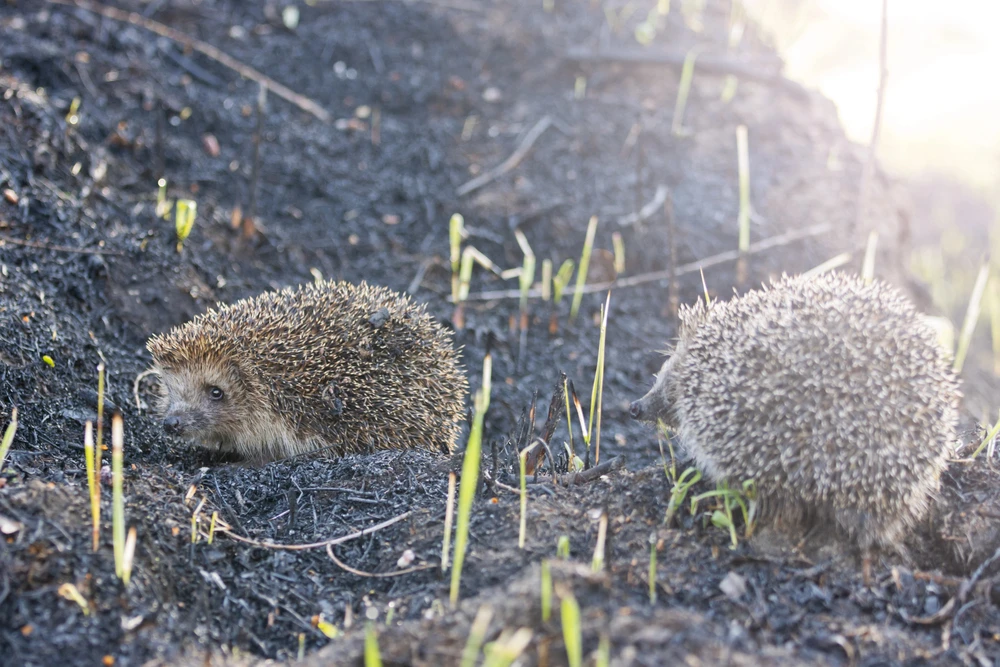 Twee egels in mooie natuurtuin