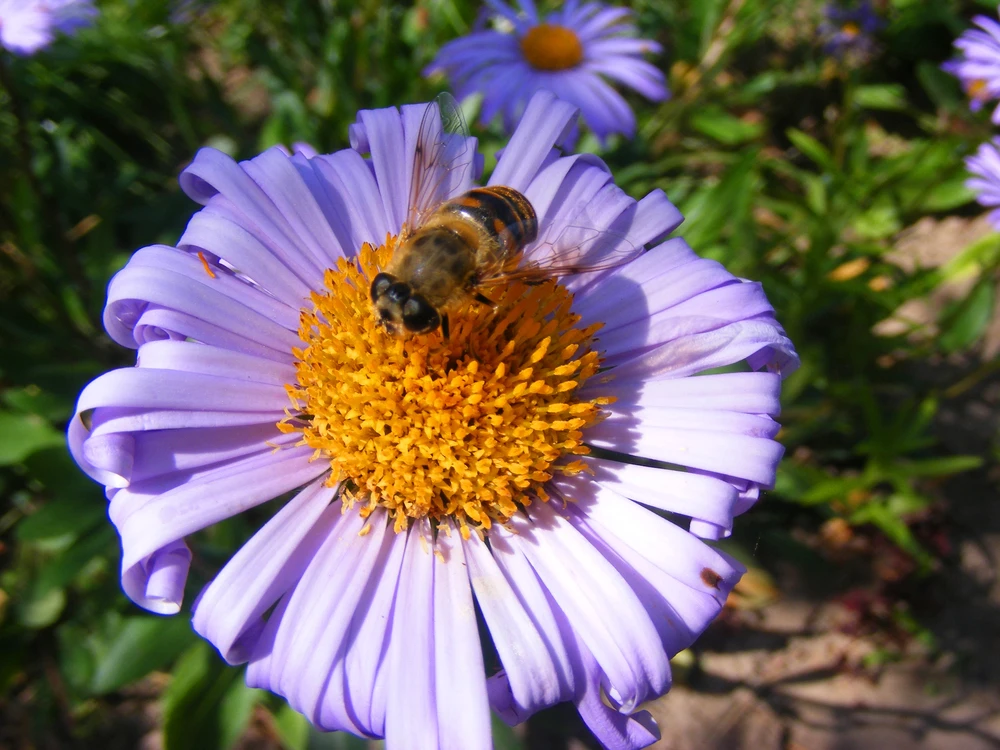 Violet kleurige bloem met een bij in zomerse natuurtuin