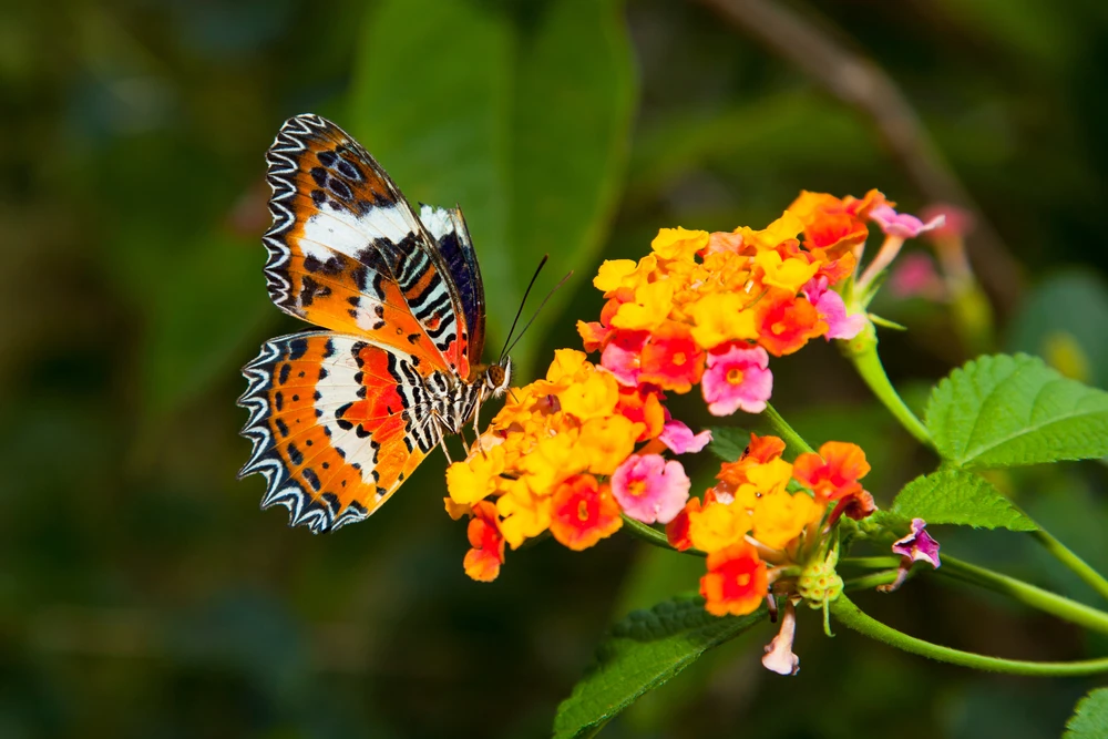 Mooie vlinder op een kleurrijke bloem