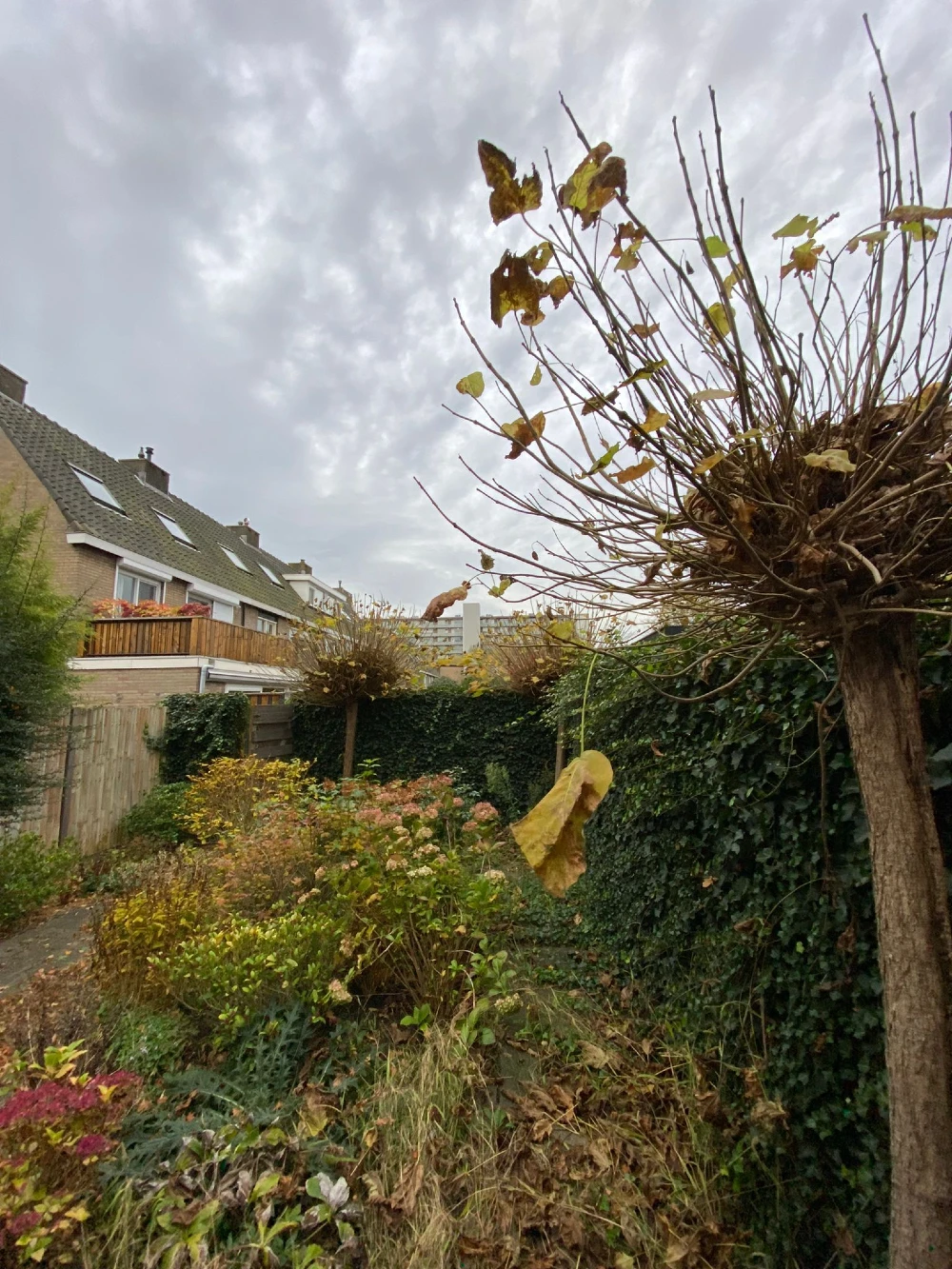 Achtertuin voor onderhoud